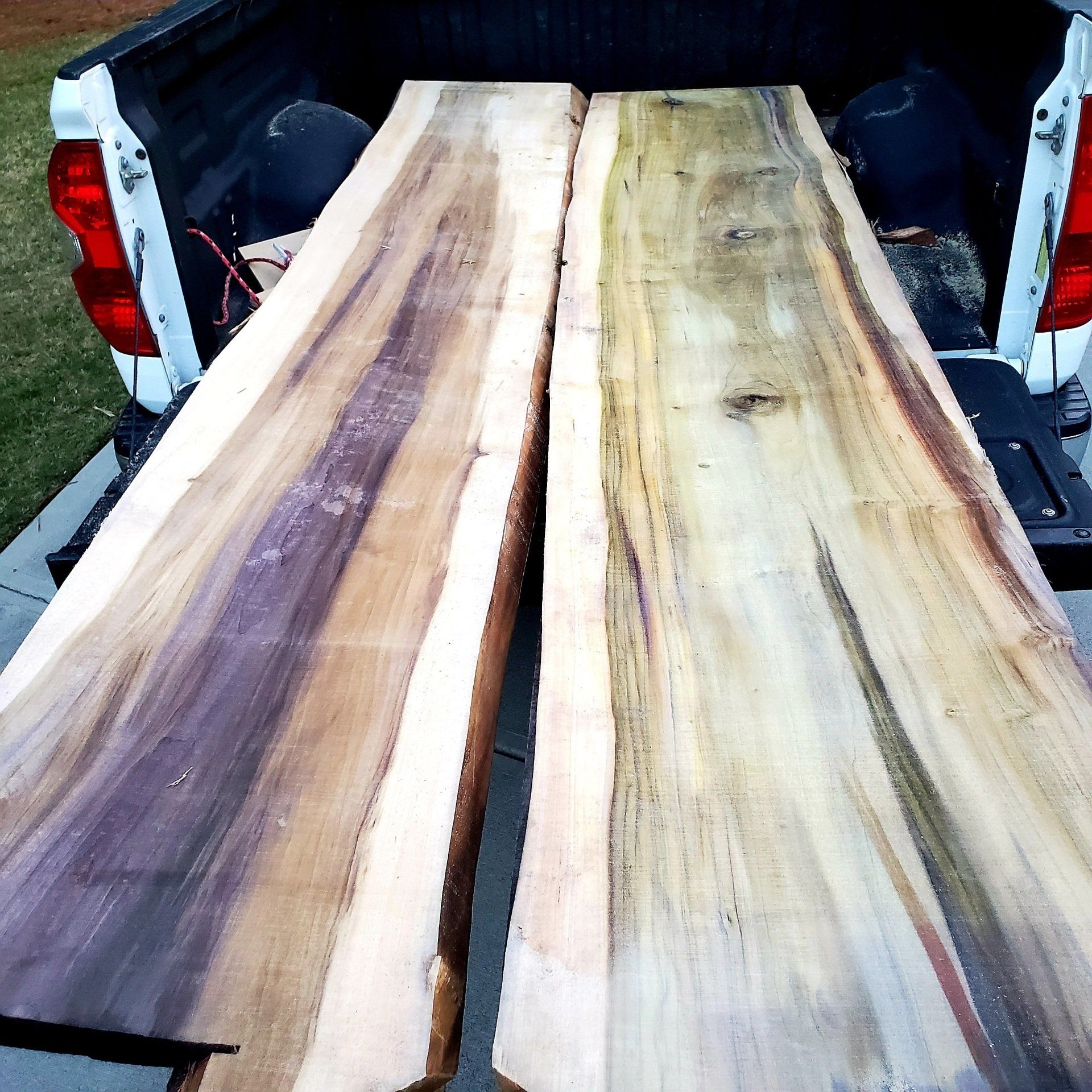 Rainbow Poplar