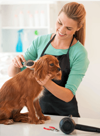 Experience with animals - Bromsgrove - Bromsgrove Dog Beauticians - dog grooming Experience with animals - Bromsgrove - Bromsgrove Dog Beauticians - dog grooming