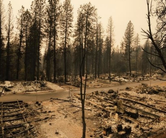 Charred forest with burned trees, ash-covered ground, and debris after a wildfire