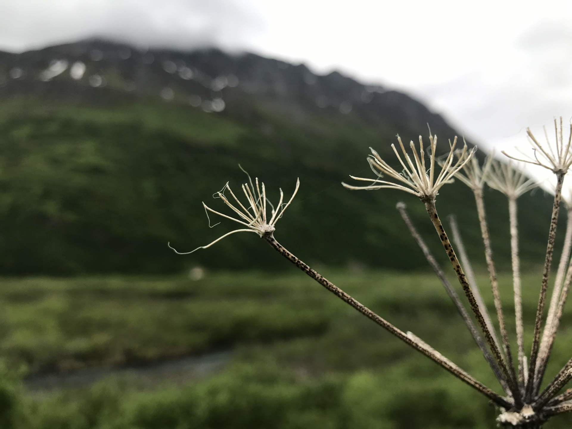Delicate white wildflower seed heads against a blurred green mountainside and cloudy sky