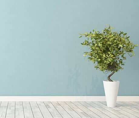 New Painted Empty room with plant - Interior Painting in Bozeman, MT