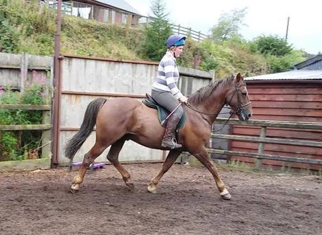 Schooling and Breaking In Horses