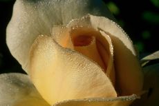 image-337093-Morning_Kiss.jpg?1443818357951 image-337093-Morning_Kiss.jpg?1443818357951