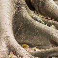 Exposed tree roots, gray-brown, with scattered dry leaves and small plants in the forest.