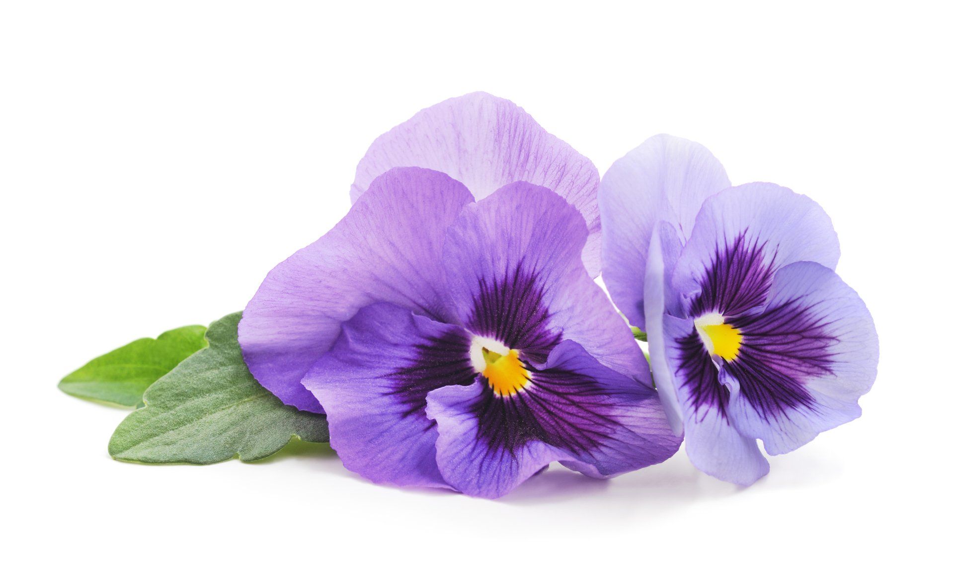 Two purple pansies with green leaves on a white background.