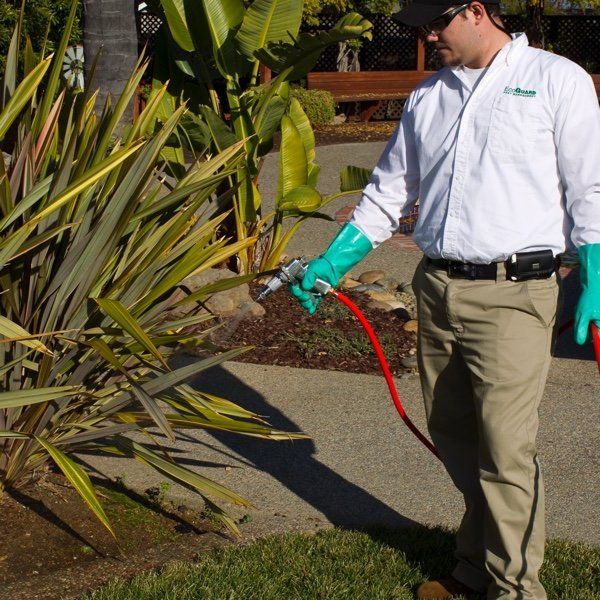 yard pest treatment san diego