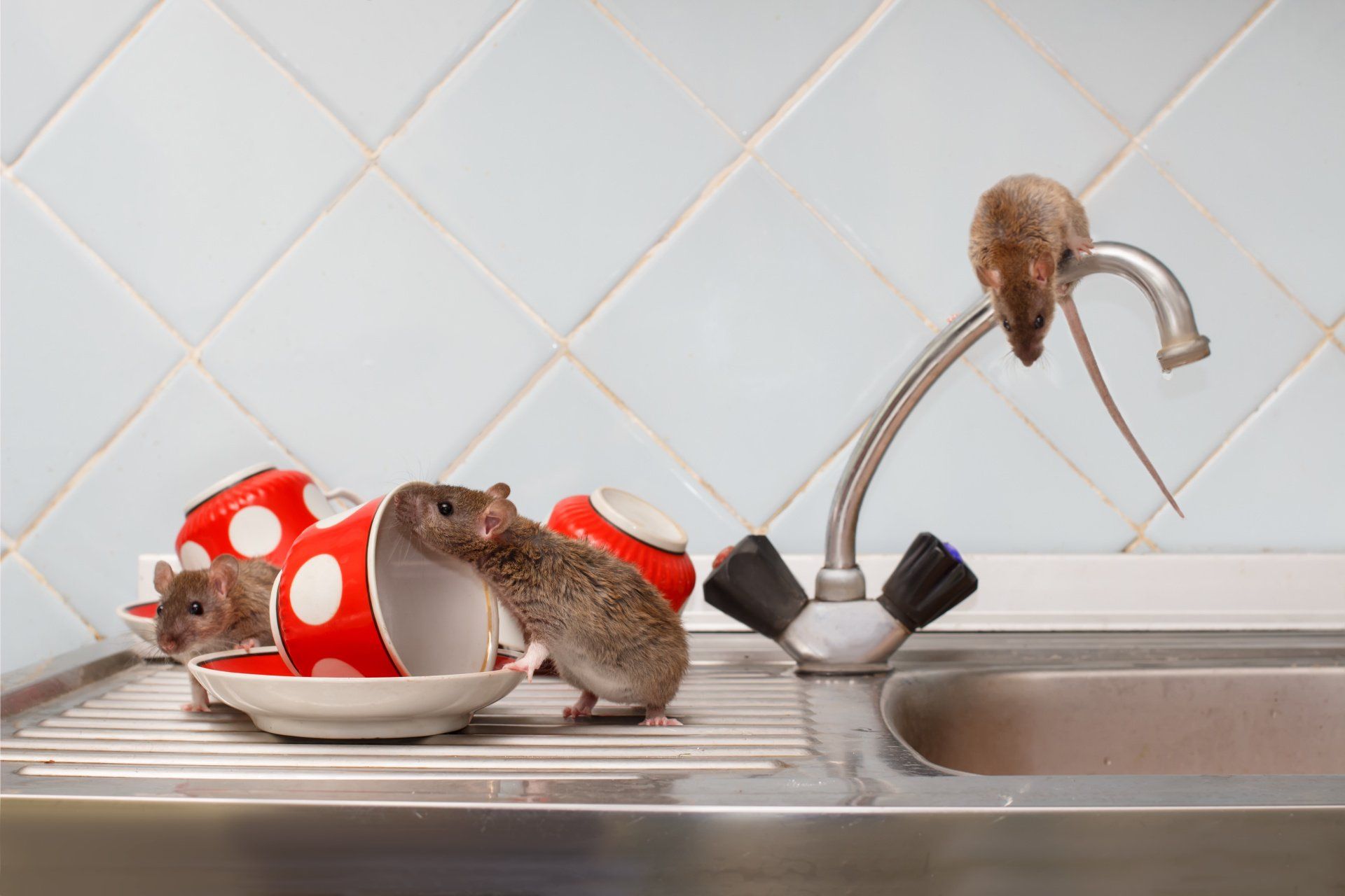 san diego rodent extermination