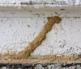termite tunnel san diego