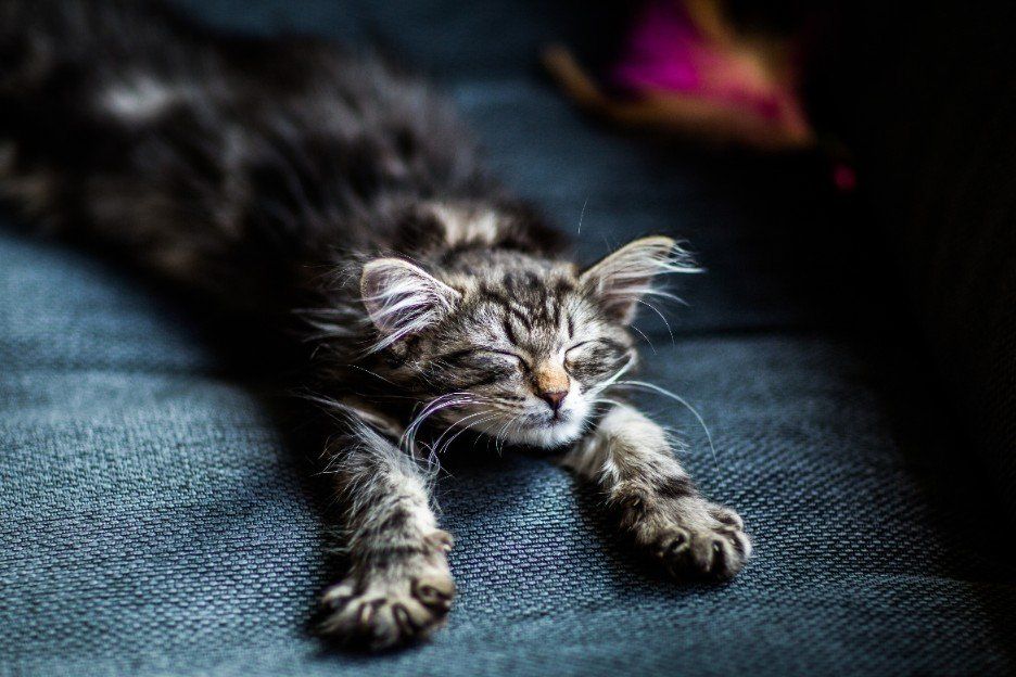 Pet photography