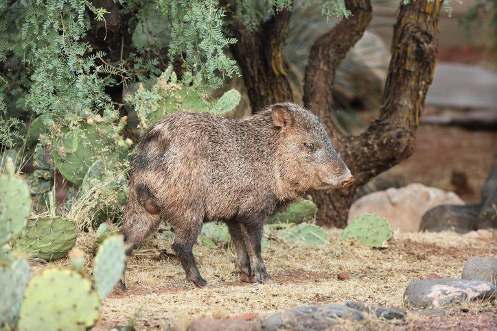 Javelina