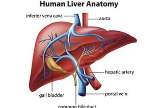 Human Liver Anatomy - endoscopy newyork in Troy, NY Human Liver Anatomy - endoscopy newyork in Troy, NY