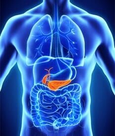 Human Gallbladder and Pancreas Anatomy - colonoscopy troy in Troy, NY Human Gallbladder and Pancreas Anatomy - colonoscopy troy in Troy, NY
