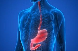 Human Body Organs (Stomach Anatomy) - Advanced Gastroenterology in Troy, NY Human Body Organs (Stomach Anatomy) - Advanced Gastroenterology in Troy, NY