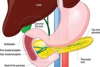 Gallstones - Advanced Gastroenterology in Troy, NY Gallstones - Advanced Gastroenterology in Troy, NY
