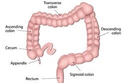 anatomy of large intestine - advance gastroenterology in Troy, NY anatomy of large intestine - advance gastroenterology in Troy, NY