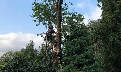 Experienced tree surgeons