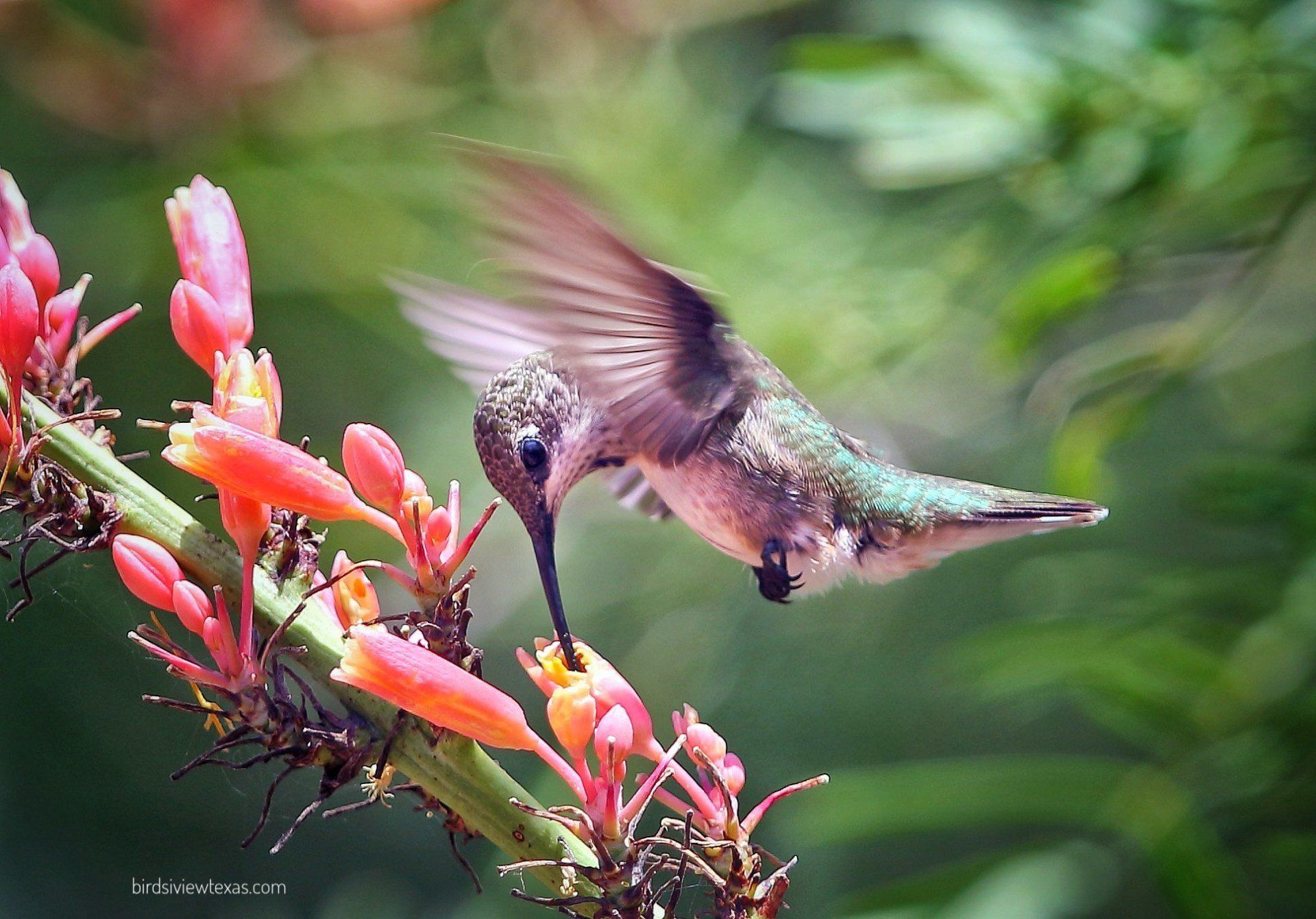 A hummingbird is perched on a flower branch.