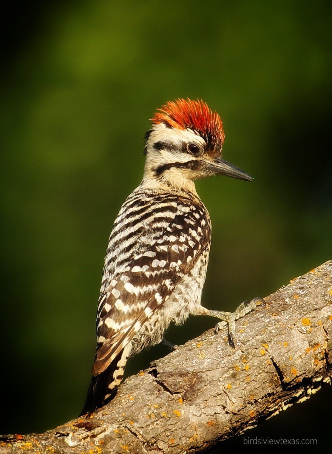 A woodpecker with a red head is perched on a tree branch.