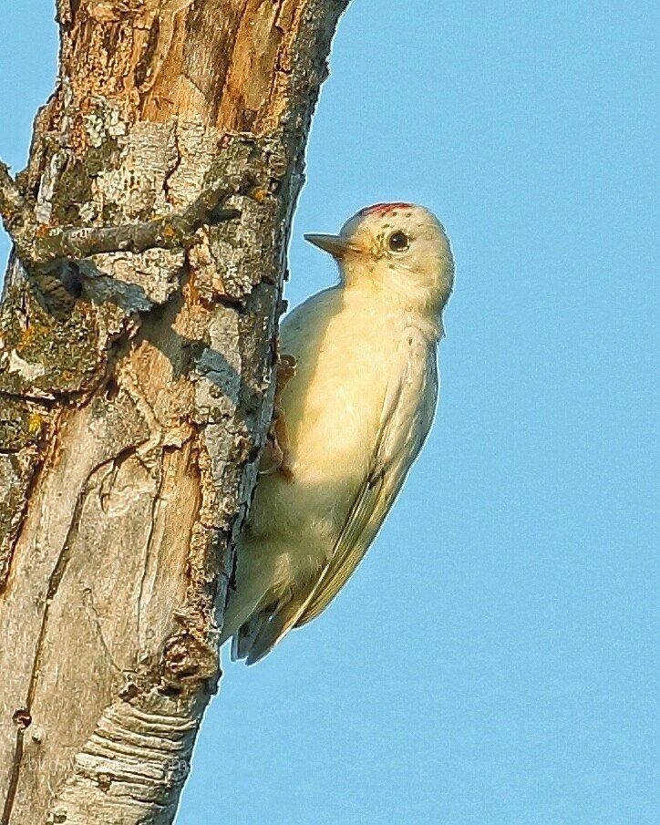 A bird perched on a tree branch with a blue sky in the background