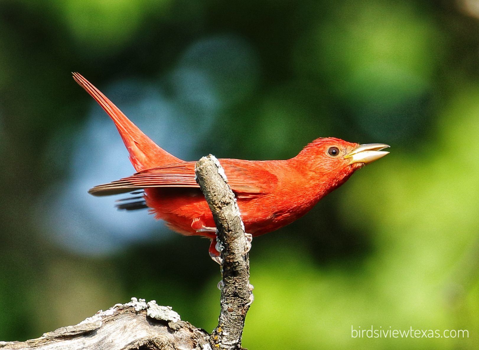 A small red bird perched on a tree branch
