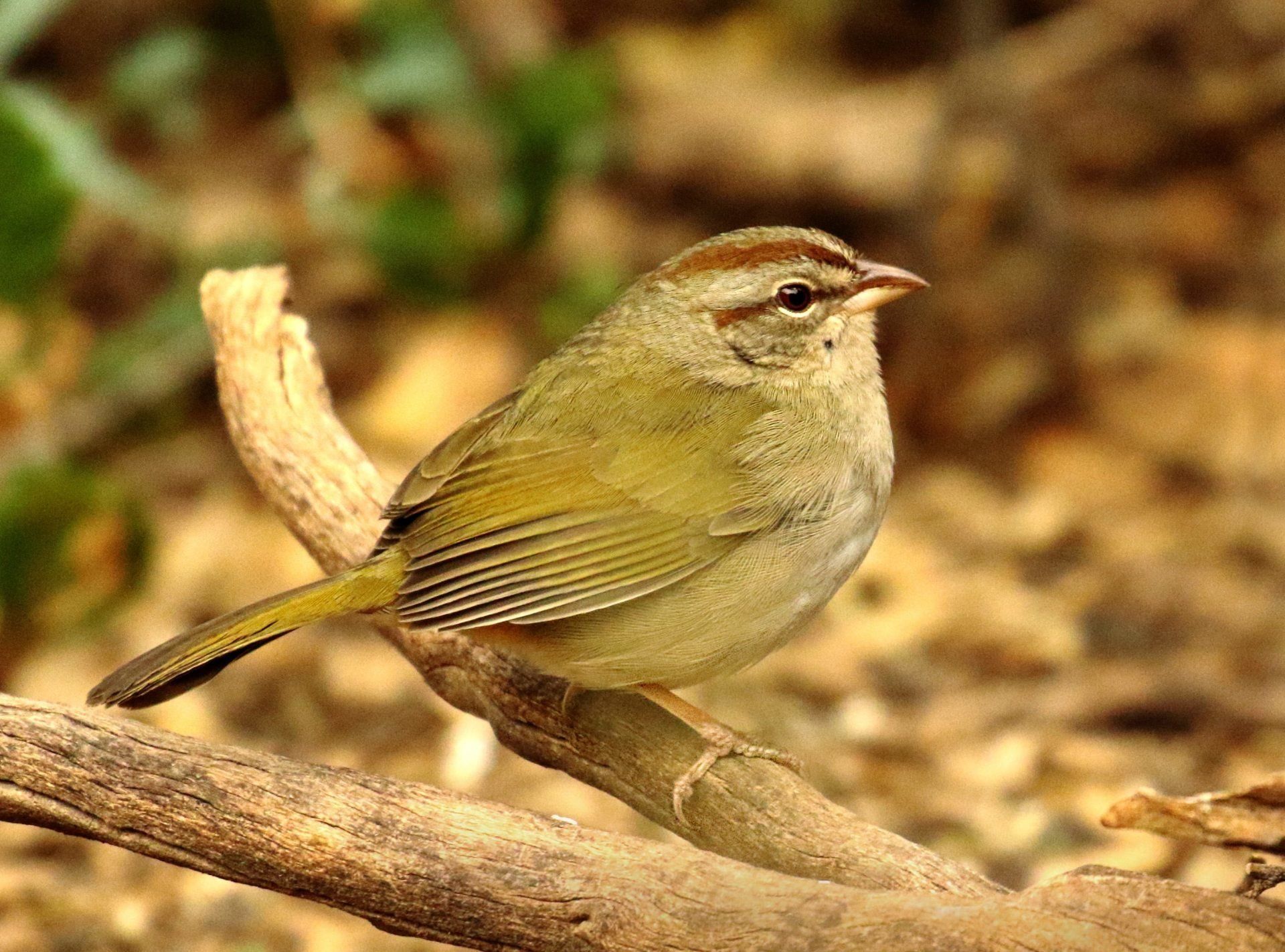 A small bird perched on a branch in the woods