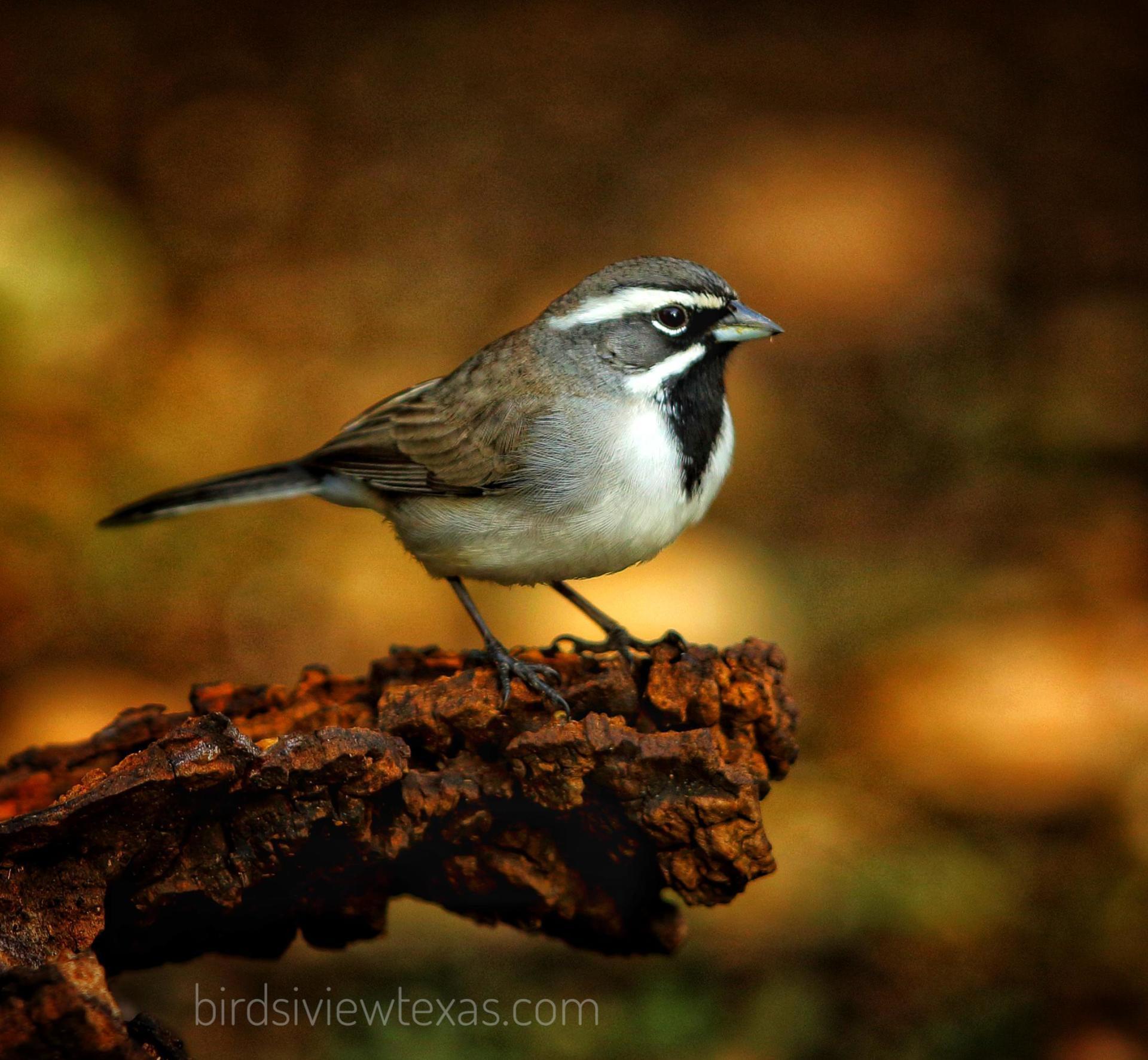 A small bird perched on a branch with birdsviewtexas.com written on the bottom