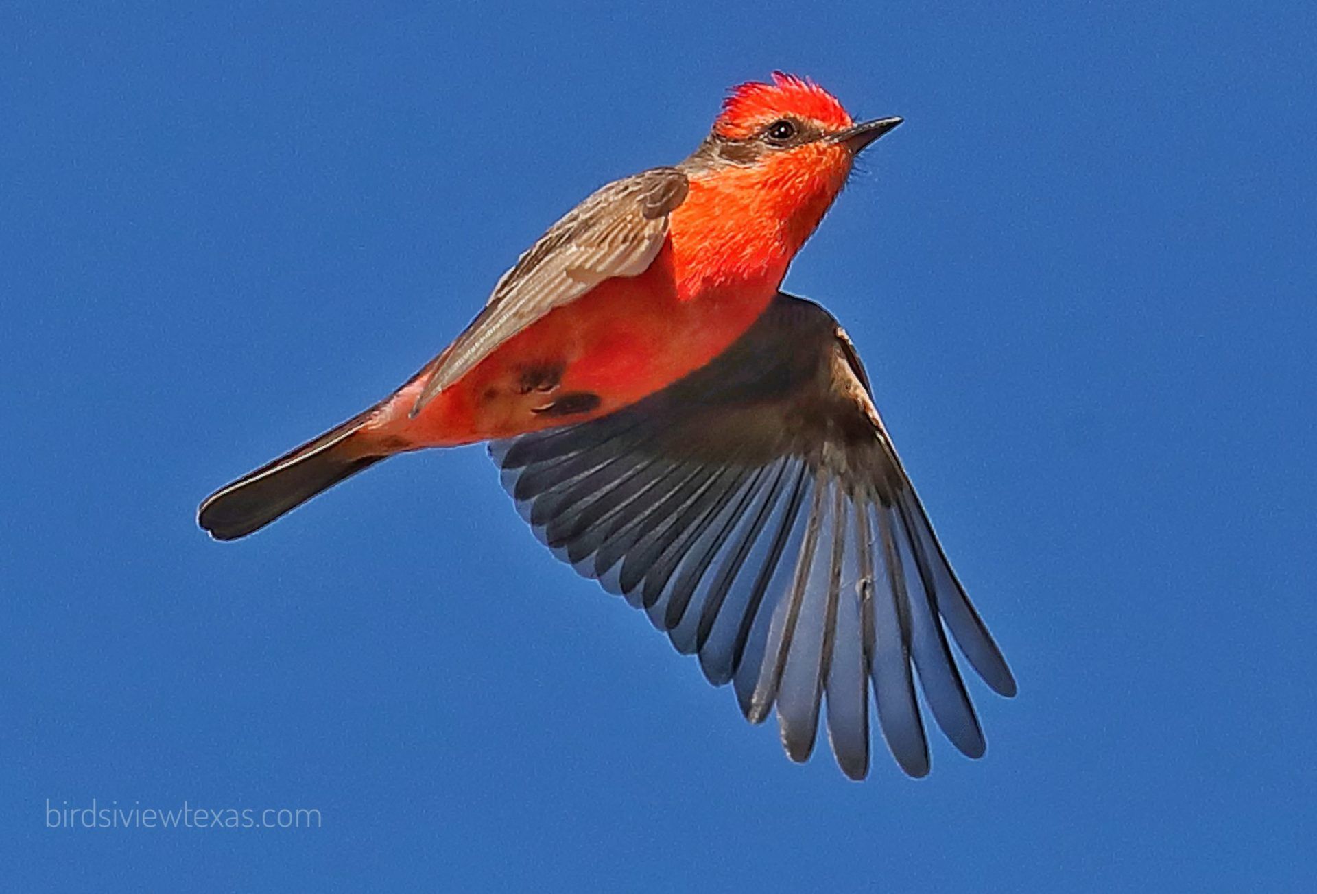 A small red and black bird is flying in a blue sky.
