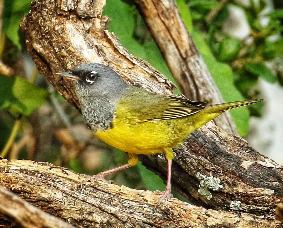 A small yellow and grey bird perched on a tree branch