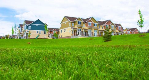 grass area