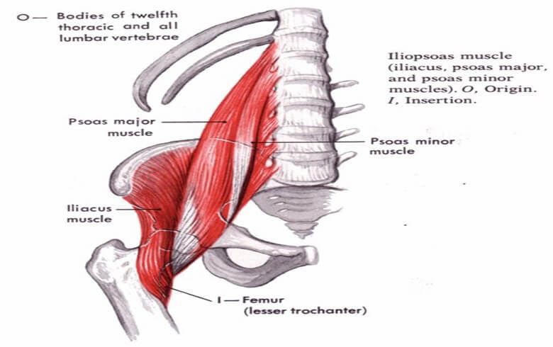 Foundation Leg Sequence Psoas