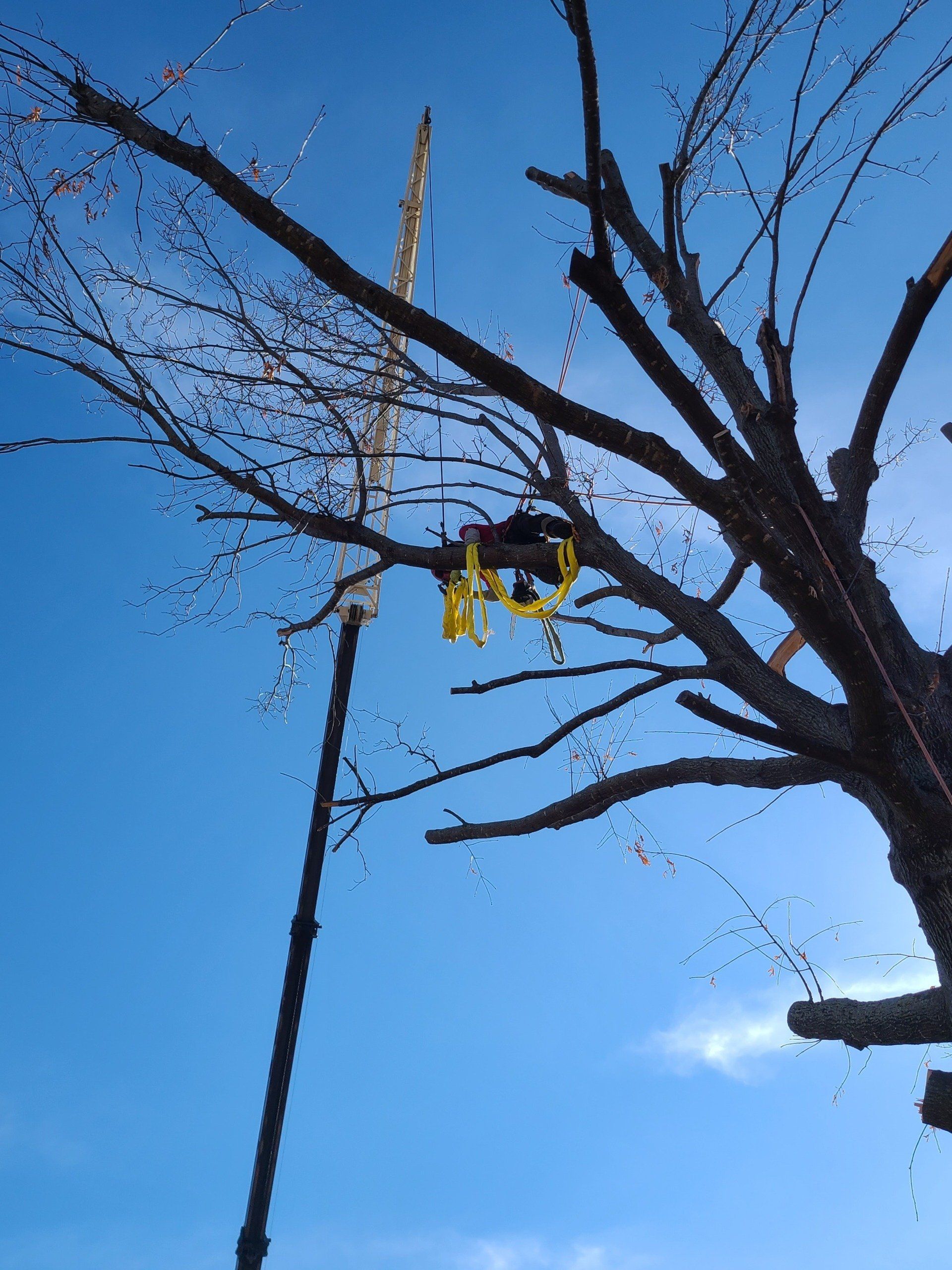 Tree Trimming In Oklahoma City