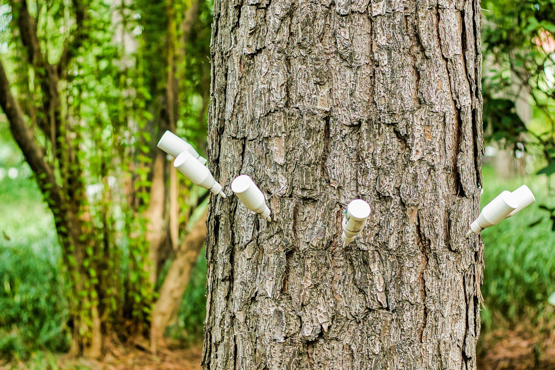 Tree Health Care In Oklahoma City