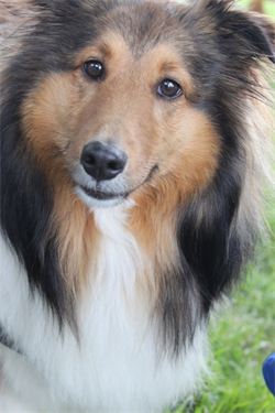 2015 CPC Fun Dog Show Participant