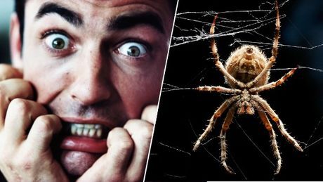 Un homme se ronge les ongles à côté d'une photo d'une araignée.
