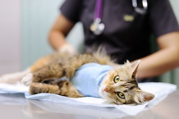 visita veterinaria