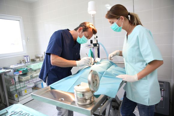 intervento di chirurgia veterinaria