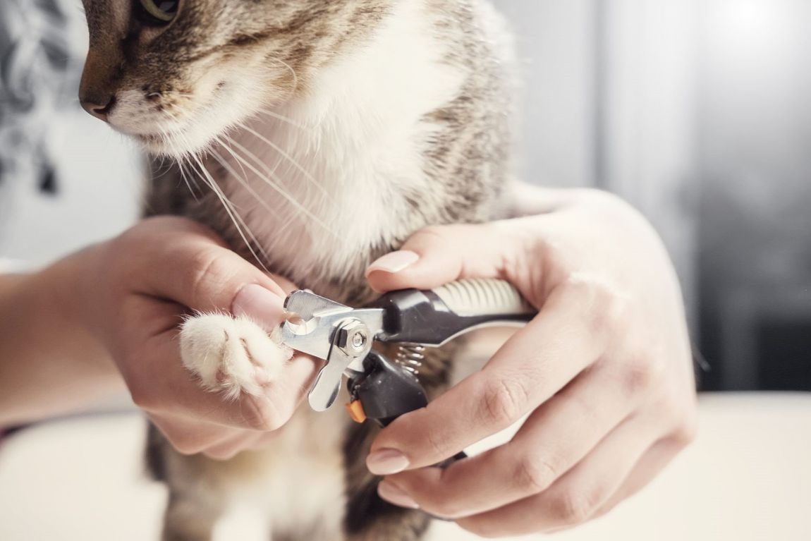 taglio delle unghie di un gatto