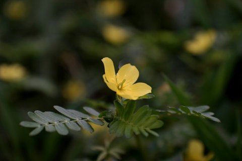 Goathead Weed — Prescott, AZ — Jonny’s Spray Solutions Goathead Weed — Prescott, AZ — Jonny’s Spray Solutions