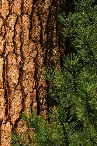 A tree cared for in Prescott, AZ