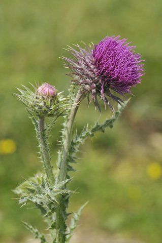 Musk Thistle Weed — Prescott, AZ — Jonny’s Spray Solutions Musk Thistle Weed — Prescott, AZ — Jonny’s Spray Solutions