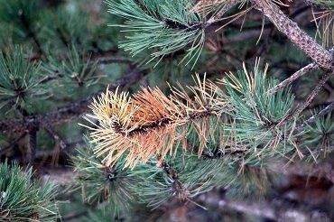 Beautiful Leaves — Prescott, AZ — Jonny’s Spray Solutions