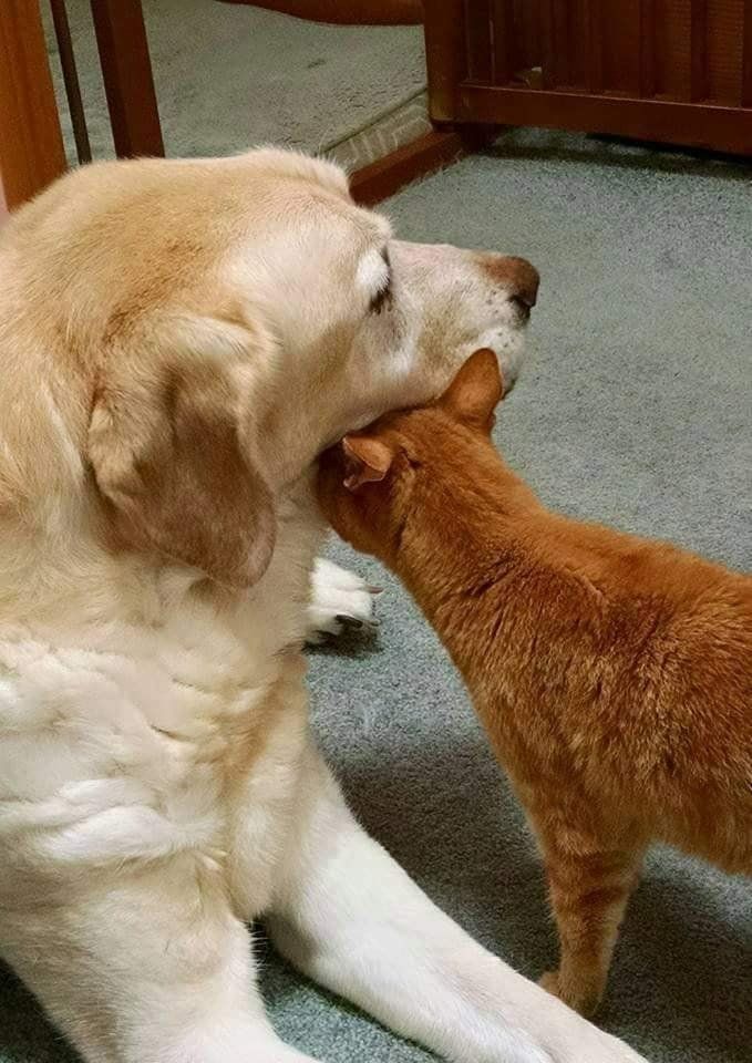 Emotional Support Animals