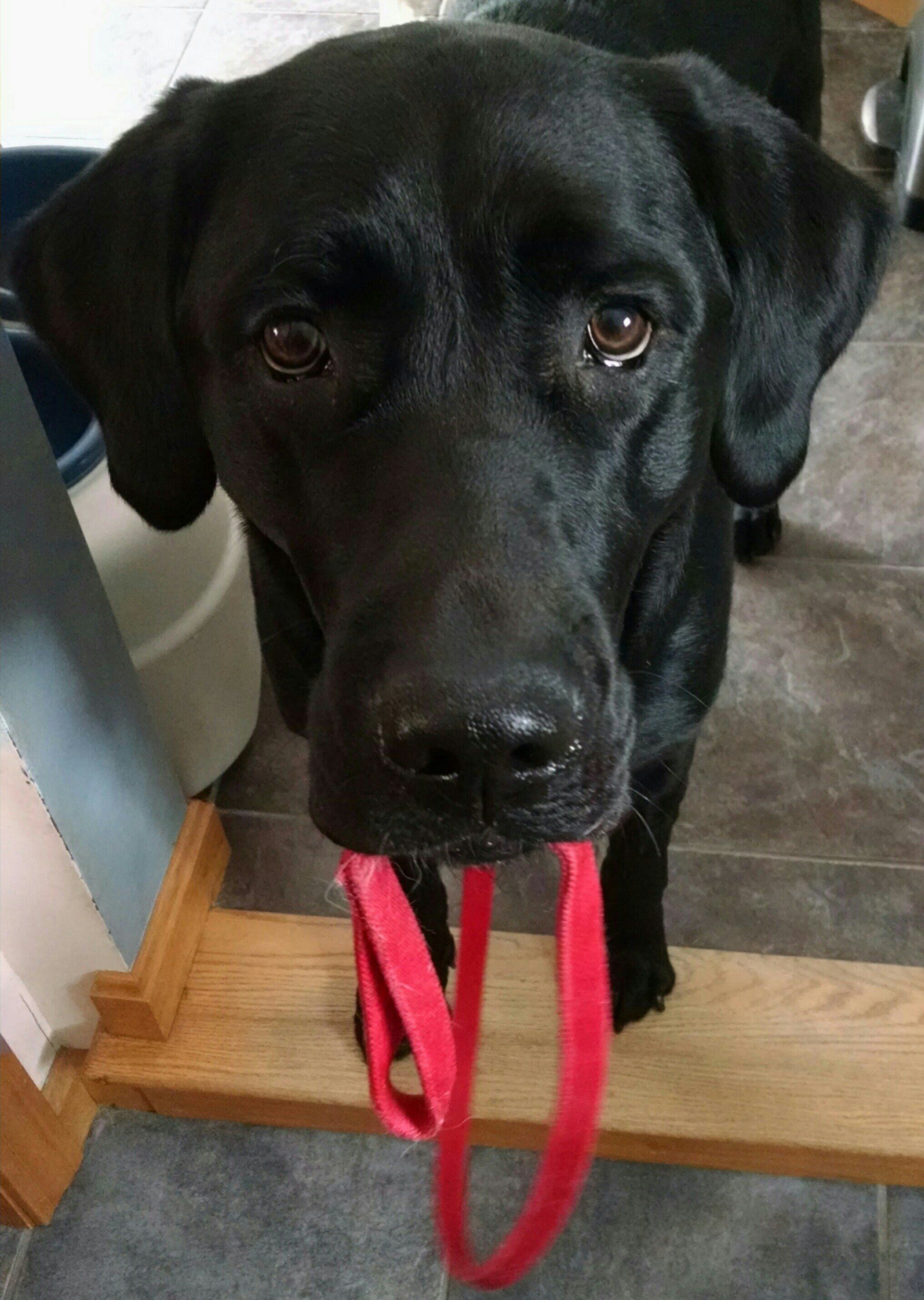 Service Dog Training