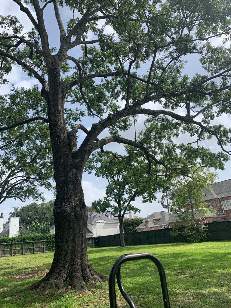 Tree Services 17