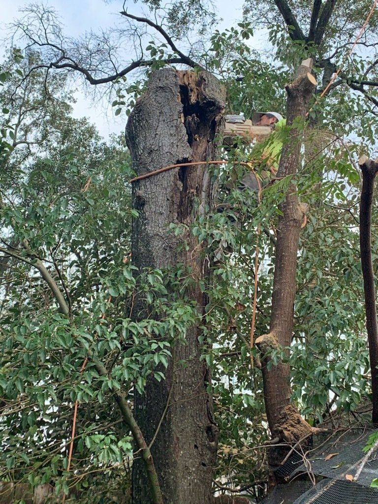 Tree Services 16