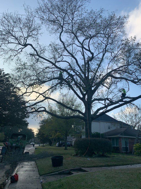 Tree Services 18