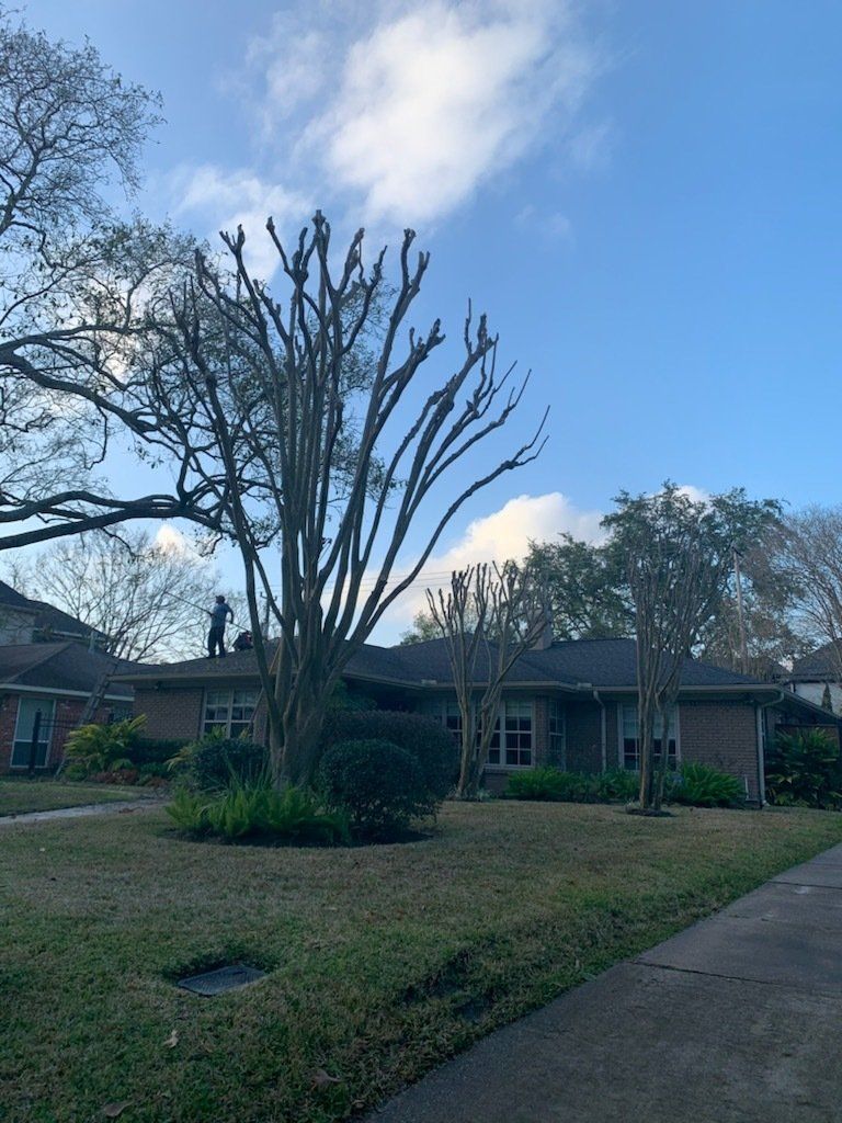 Tree Services 13