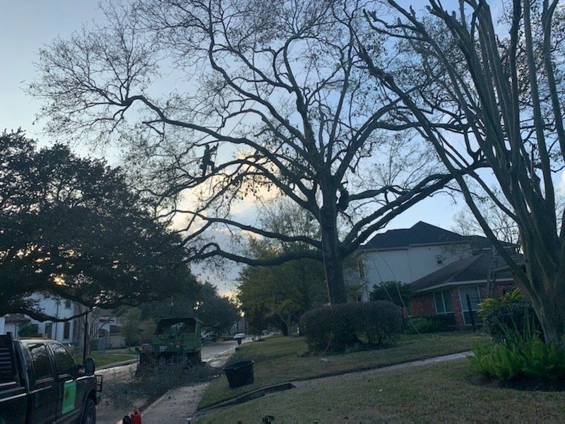 Tree Services 11