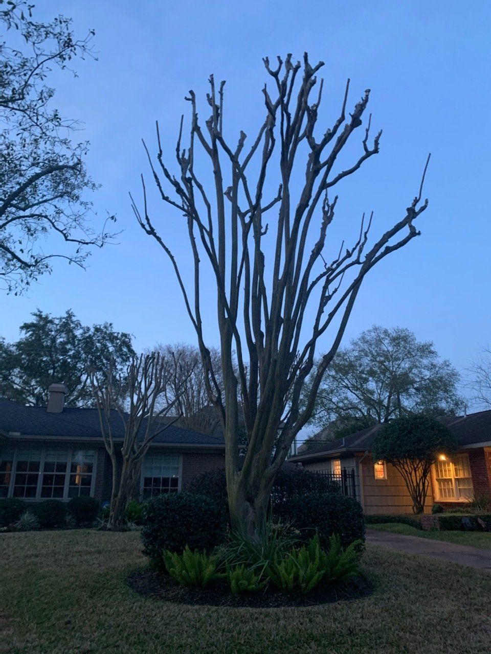 Tree Services 12
