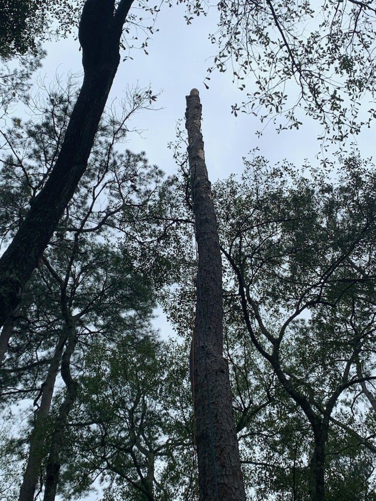 Tree Services 8